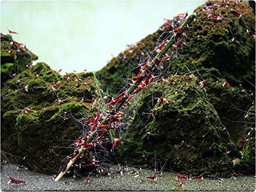 GlasGarten Crevettes en action: nourrissage prolongé grâce aux sucettes.