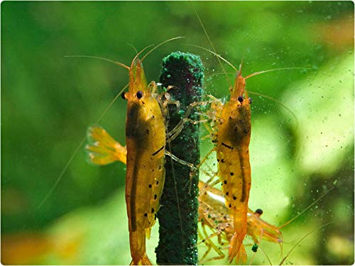 GlasGarten Ingrédients minéraux: complément nutritionnel pour les crevettes.