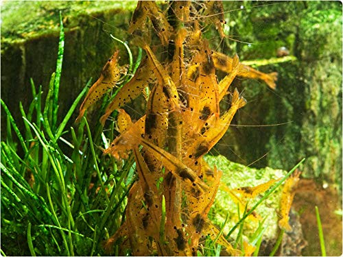 GlasGarten Mélange 4en1: option pratique pour l'aquarium.