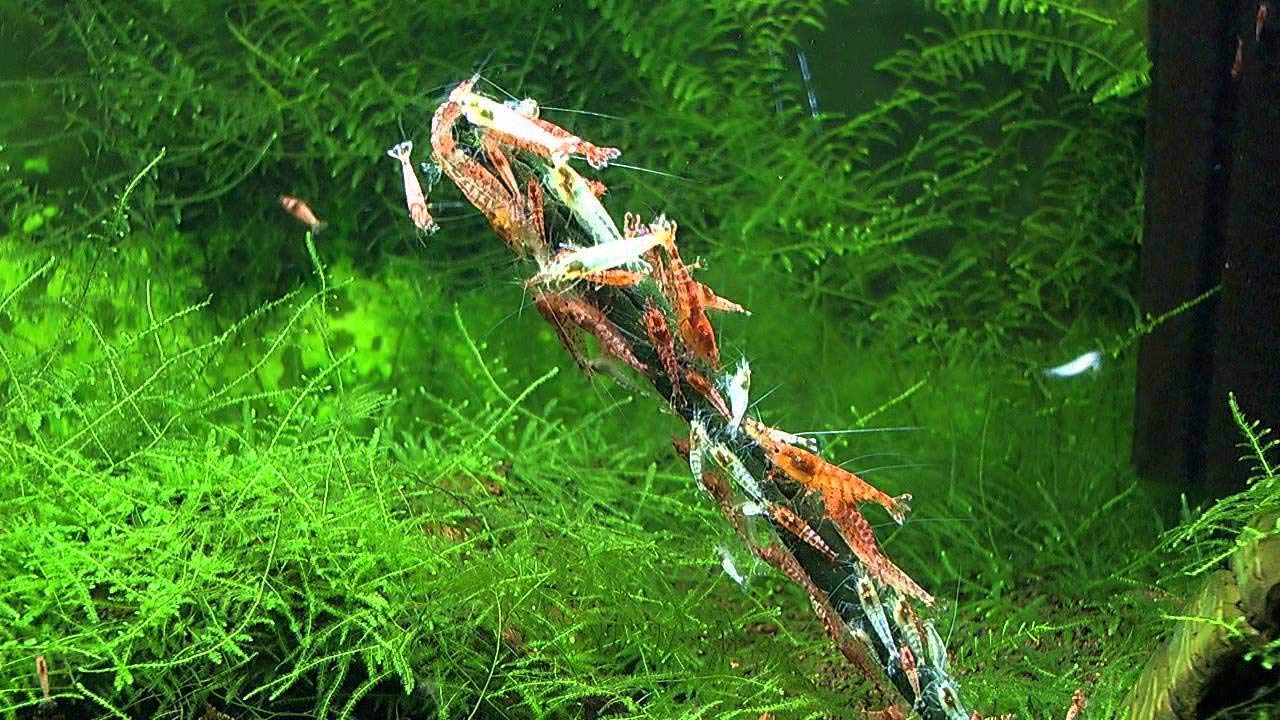 GlasGarten Quatre saveurs: variété pour l'alimentation des crevettes.