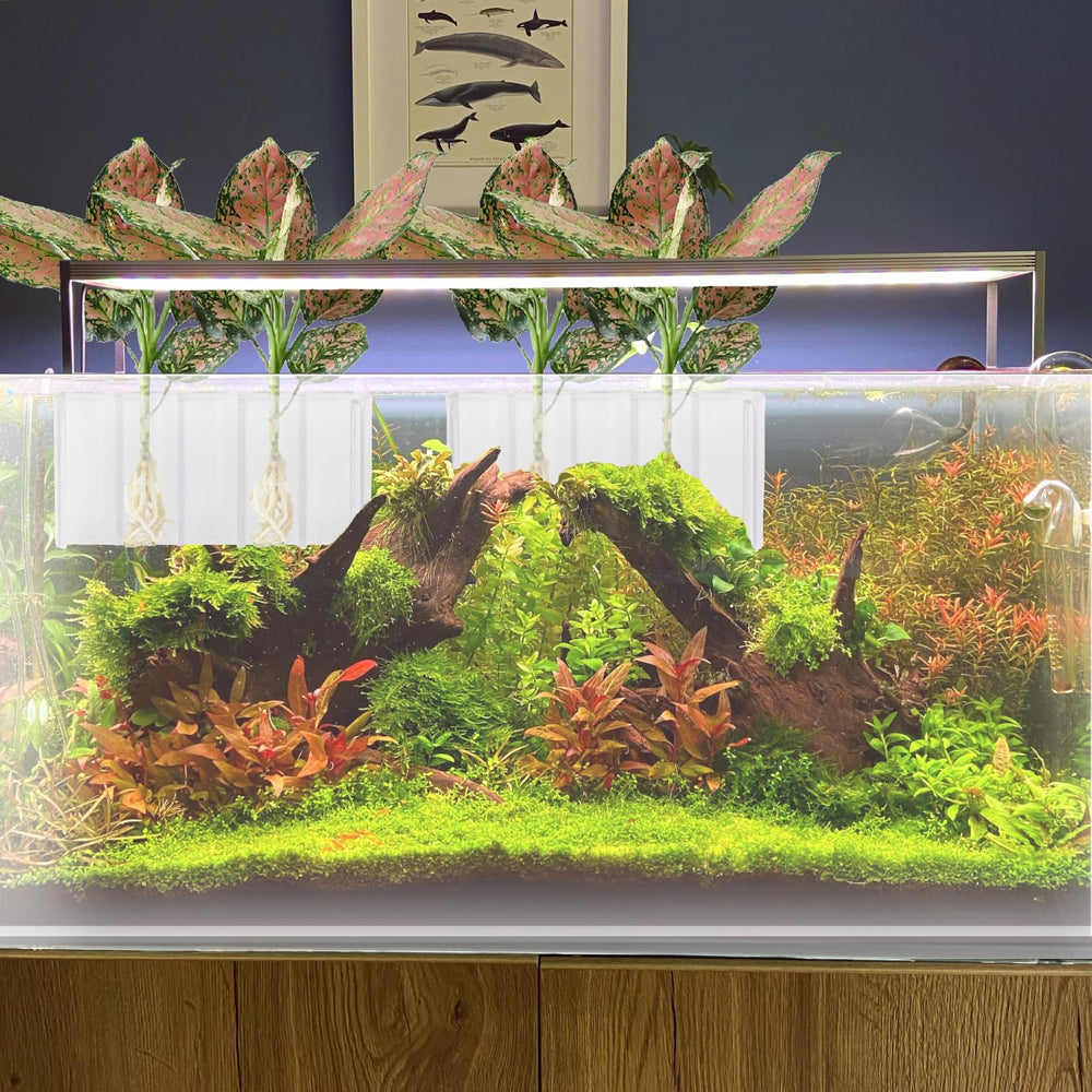 Pot-plante GLEFLE pour aquarium, habitat vert pour plantes aquatiques.