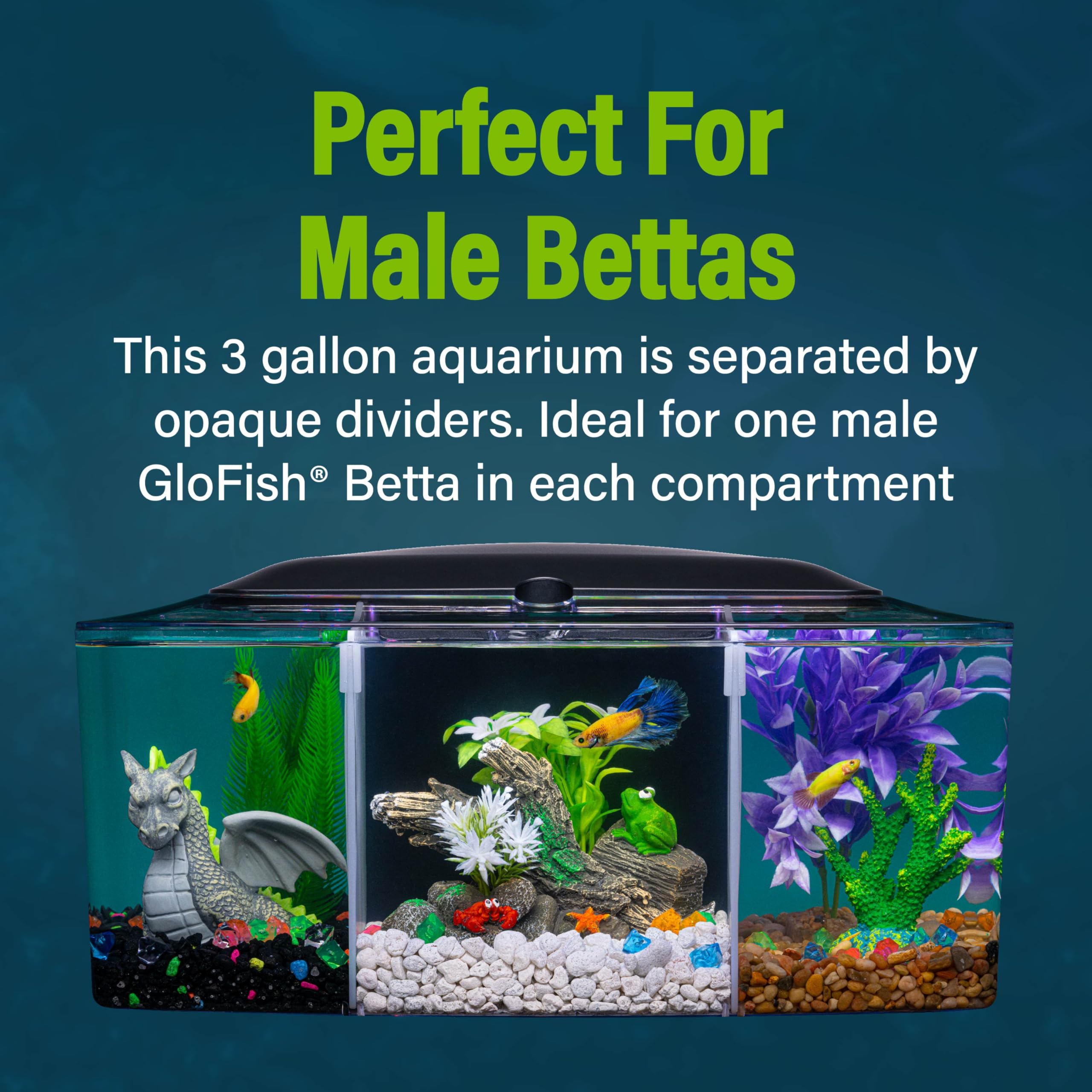 GloFish Betta Trilogie: diviseurs opaques pour compartiments distincts.
