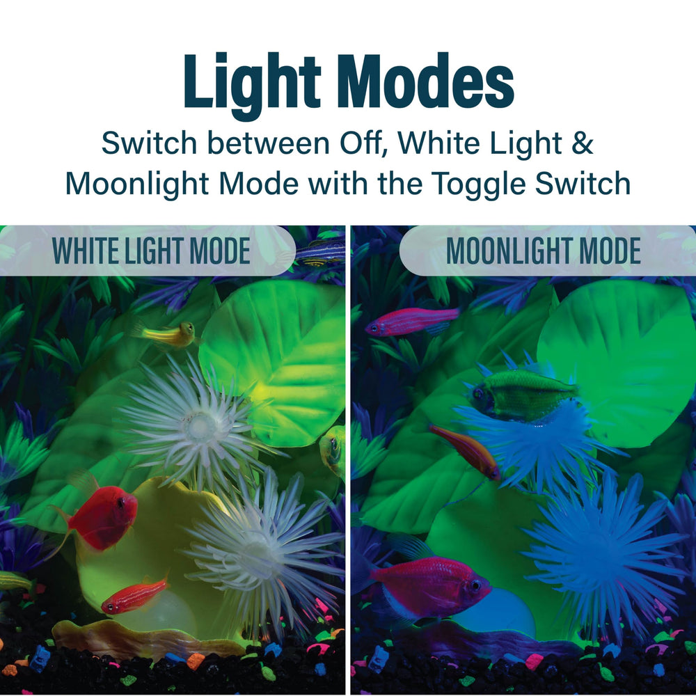 GloFish Betta Trilogie: trois compartiments individuels pour bettas séparés.