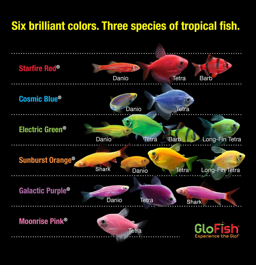 Filtre interne Tetra Whisper du GloFish pour eau claire et stable