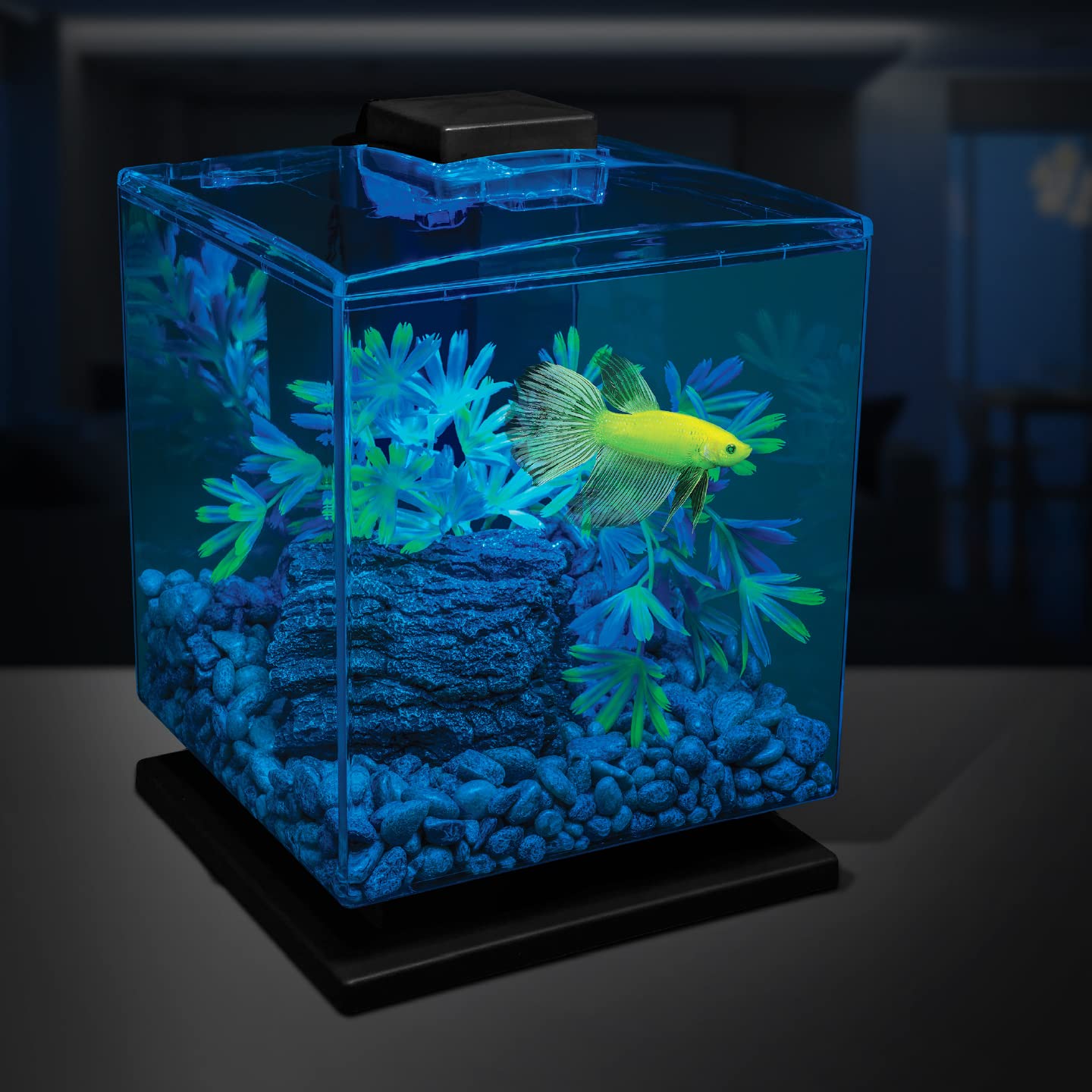 GloFish gravier lumière bleue, fait ressortir les couleurs fluorescentes.