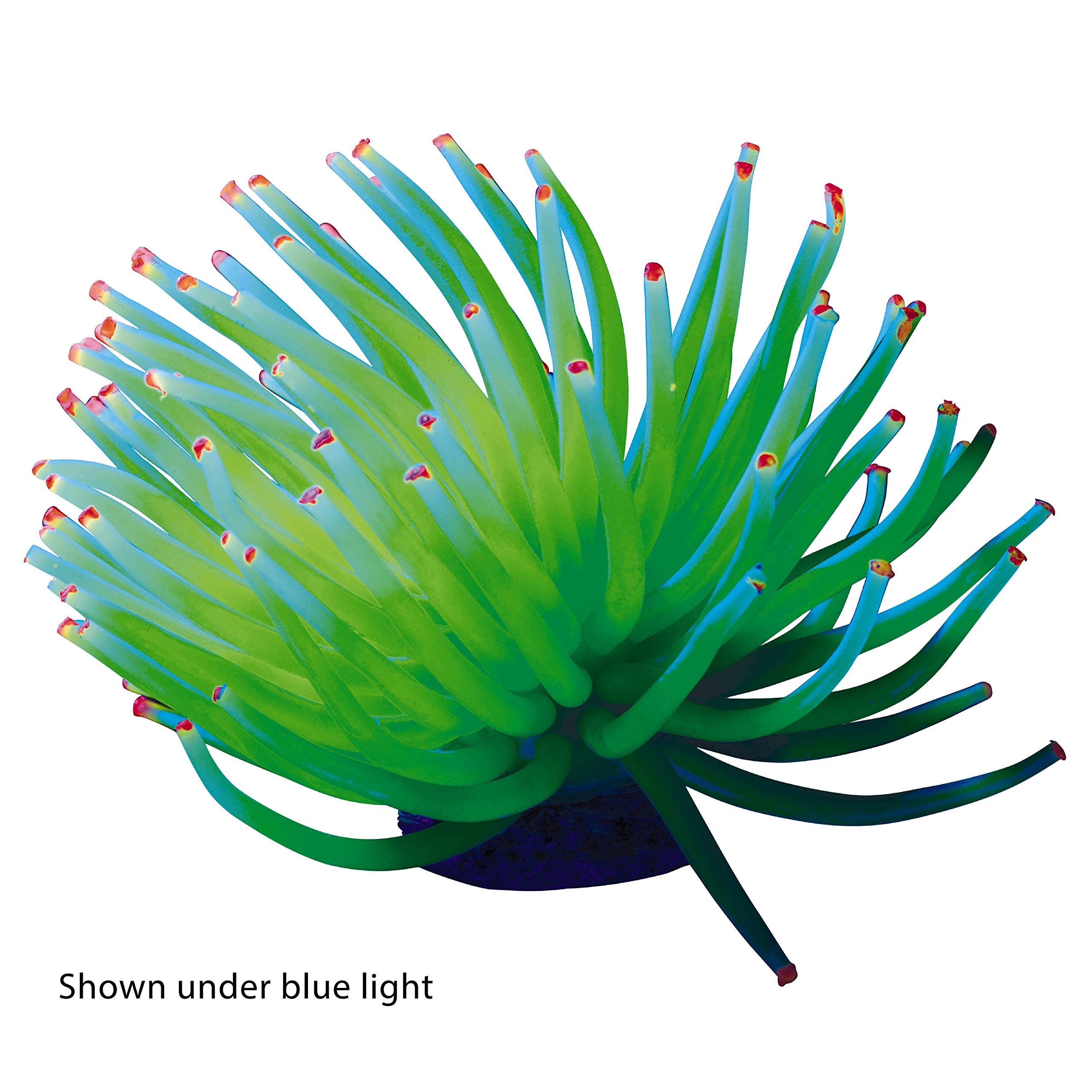 GloFish jaune anémone: lueur argentée qui éclaire l’aquarium sous LED bleue.