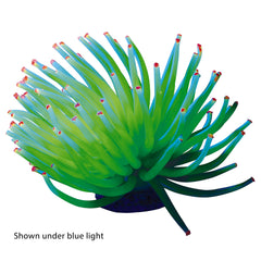 GloFish jaune anémone: lueur argentée qui éclaire l’aquarium sous LED bleue.