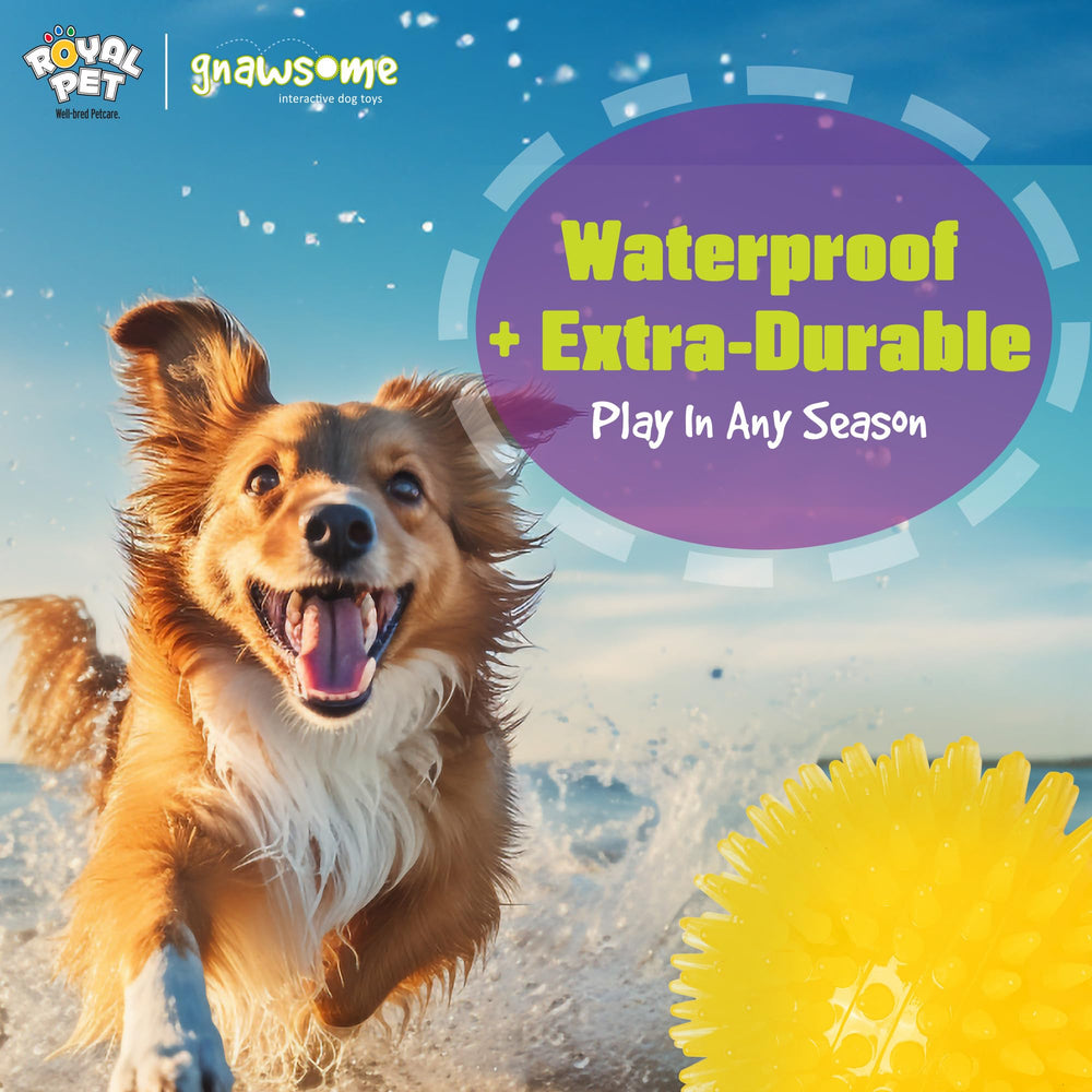 Gnawsome Balle colorée orange - jeu intérieur et extérieur pour chiens actifs