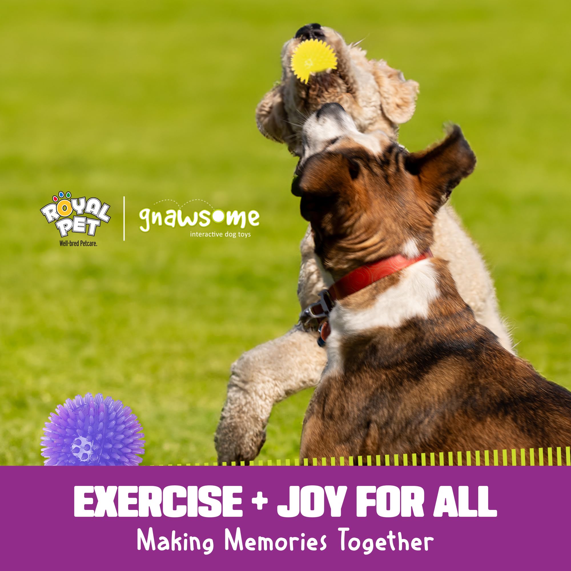 Gnawsome Balle familiale - design robuste pour chiens actifs