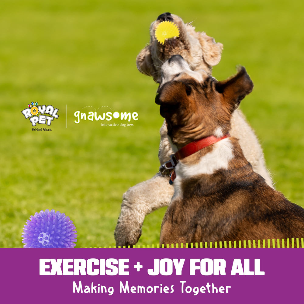Gnawsome Balle familiale - design robuste pour chiens actifs
