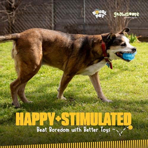 Gnawsome – Voyage facilité: jouet sûr pour déplacements avec chien.