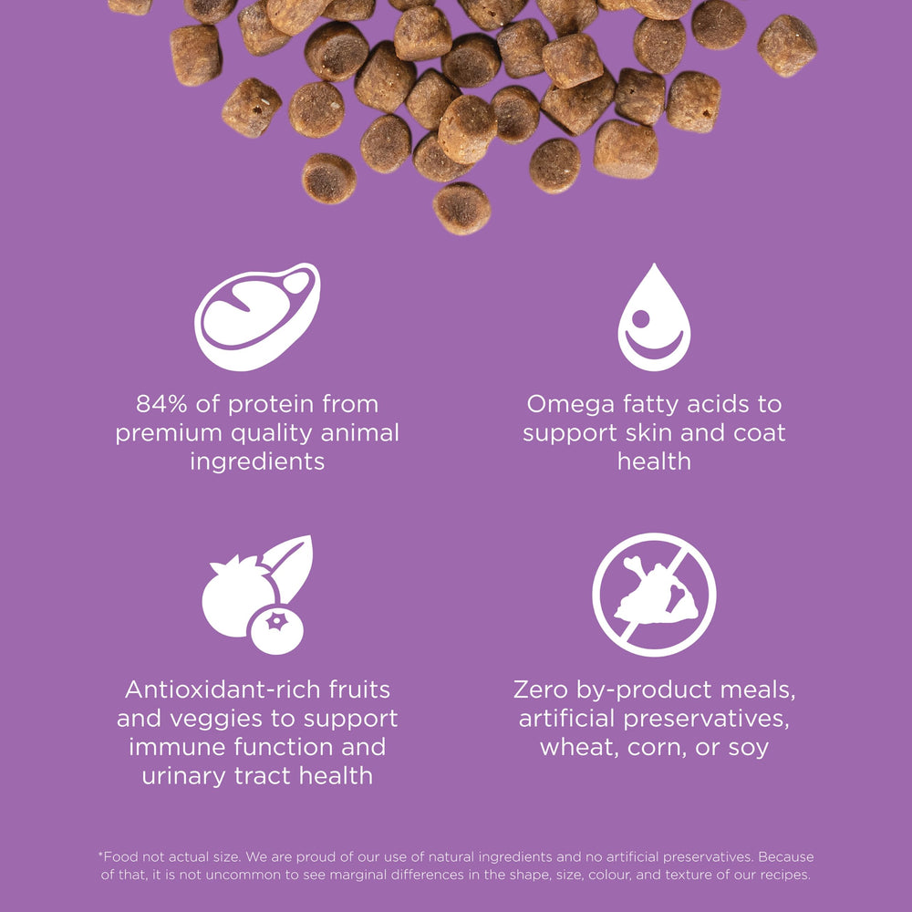 Go! Solutions Carnivore prébiotiques chicorée citrouille: soutien intestinal pour tous les jours.