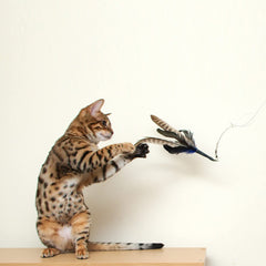 GoCat Da Bird mouvement en vol imite une proie pour l’exercice ludique.