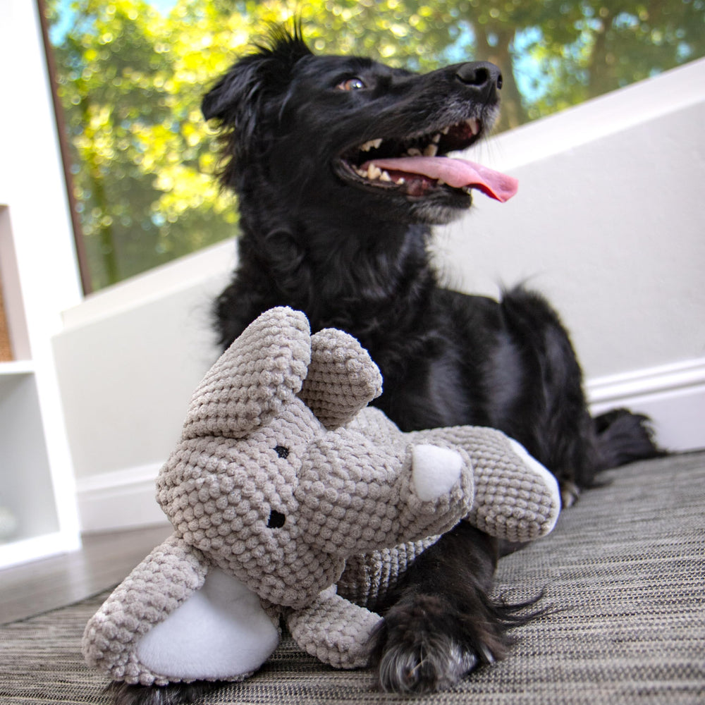 Conception durable pour jeux actifs chez goDog Checkers éléphant gris.