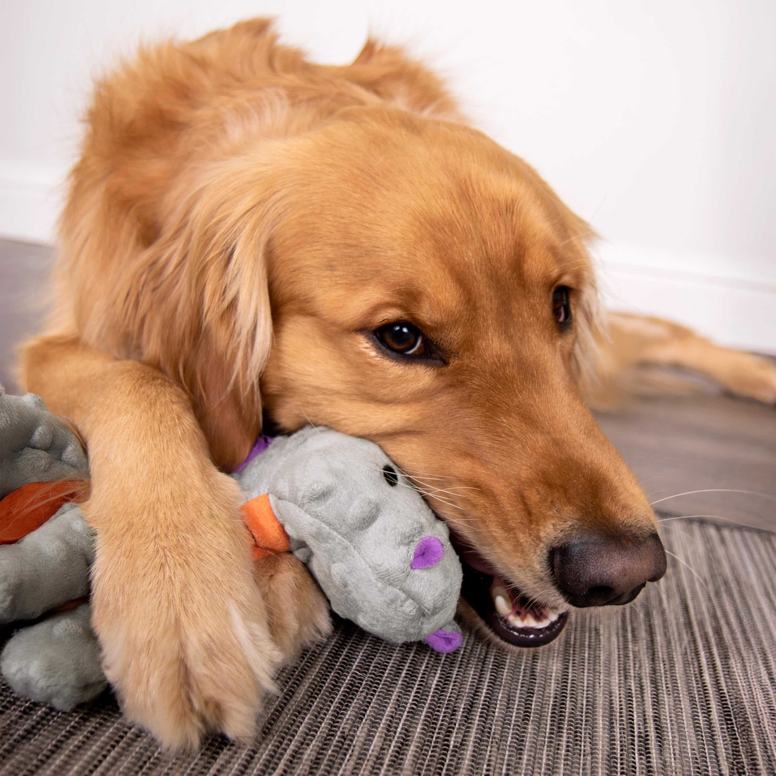 Design gris moderne et résistant, idéal pour chiens actifs goDog.