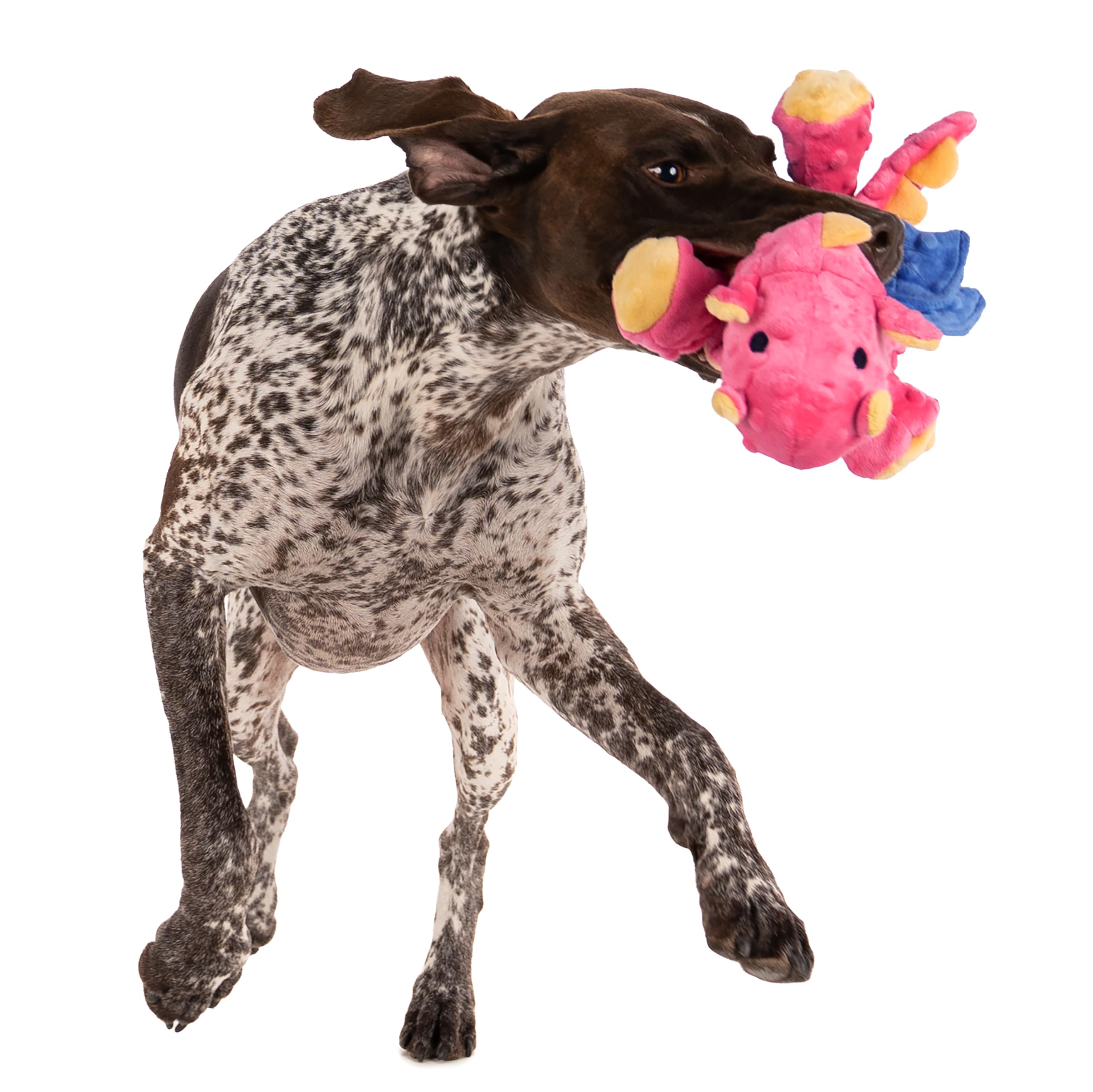 goDog dragon dynamique et sûr corail grande, parfait pour sessions de jeu actives