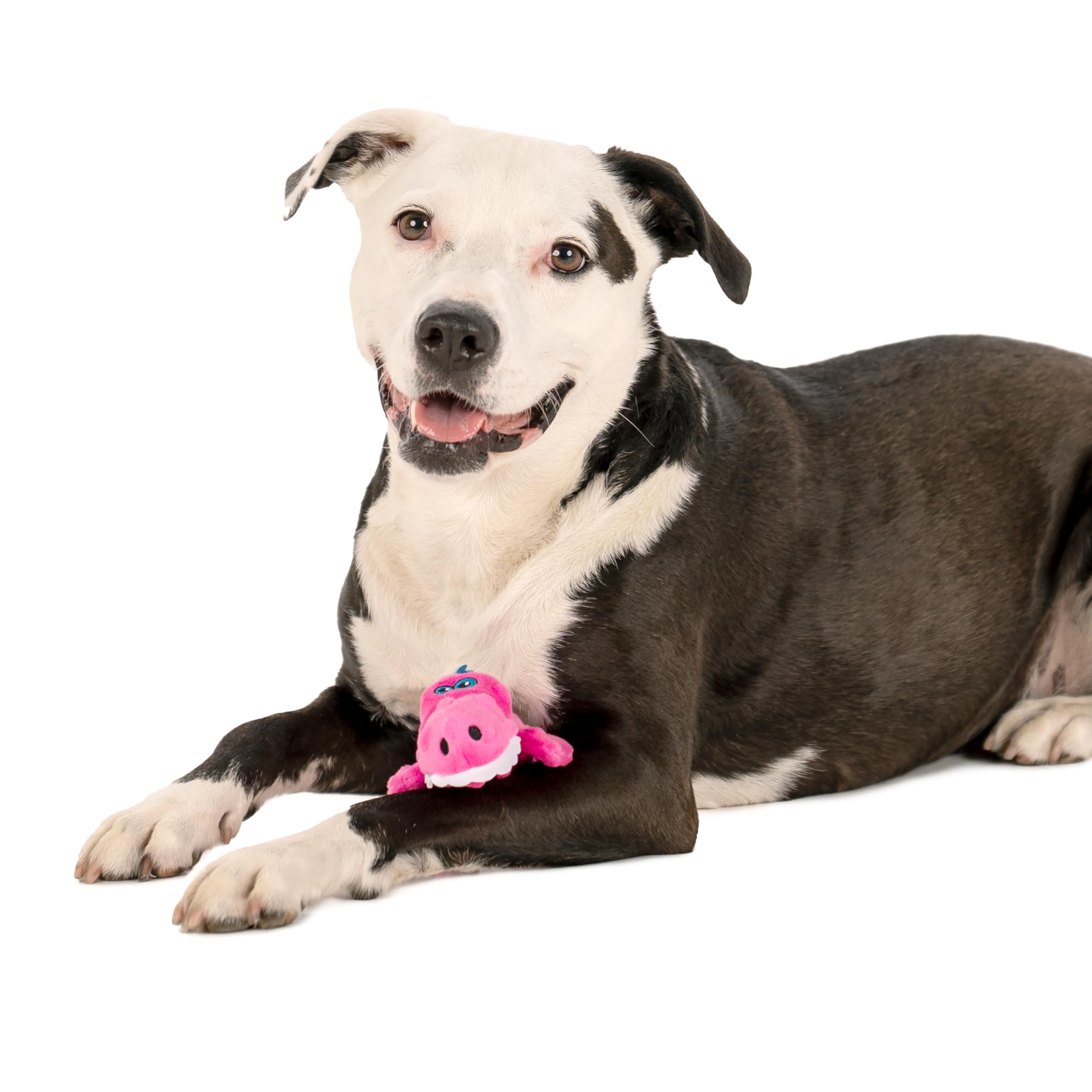 goDog Just For Me Gators, capacité Chew Guard pour sessions de mastication.