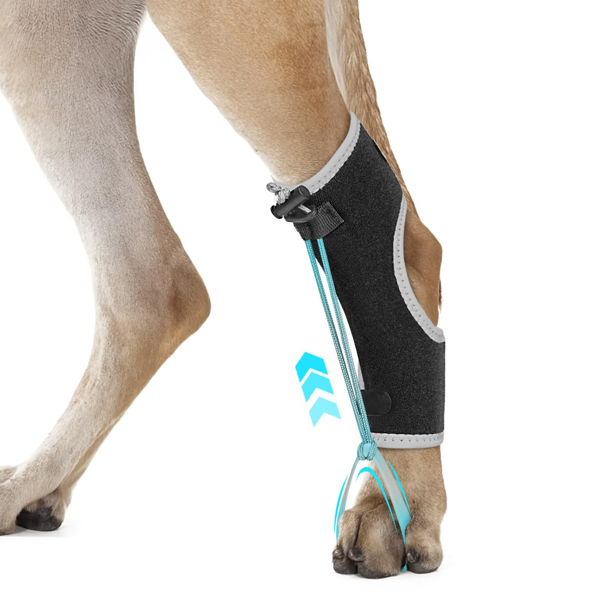GoGoPaw Attelle anti-knuckling pour chien – aperçu avant avec soutien stable.