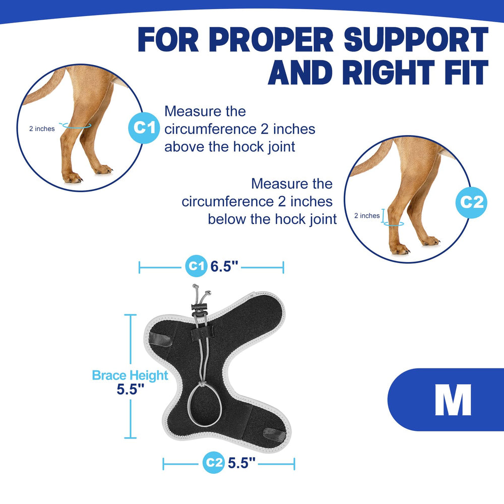 GoGoPaw Attelle soutien tarse-carpe – démonstration du soutien et stabilité accrus.