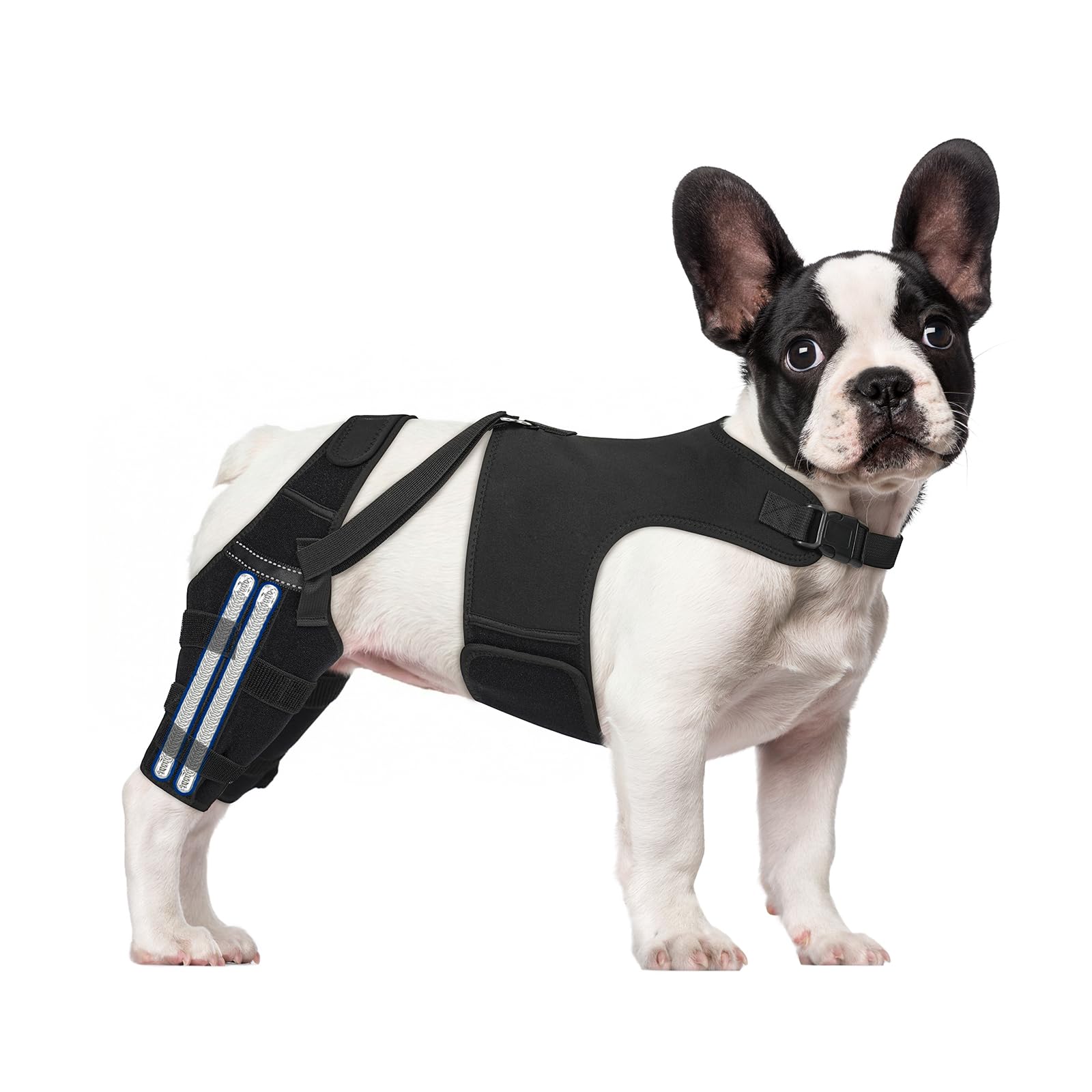GoGoPaw attelle genou chien arrière, stabilisation et confort.