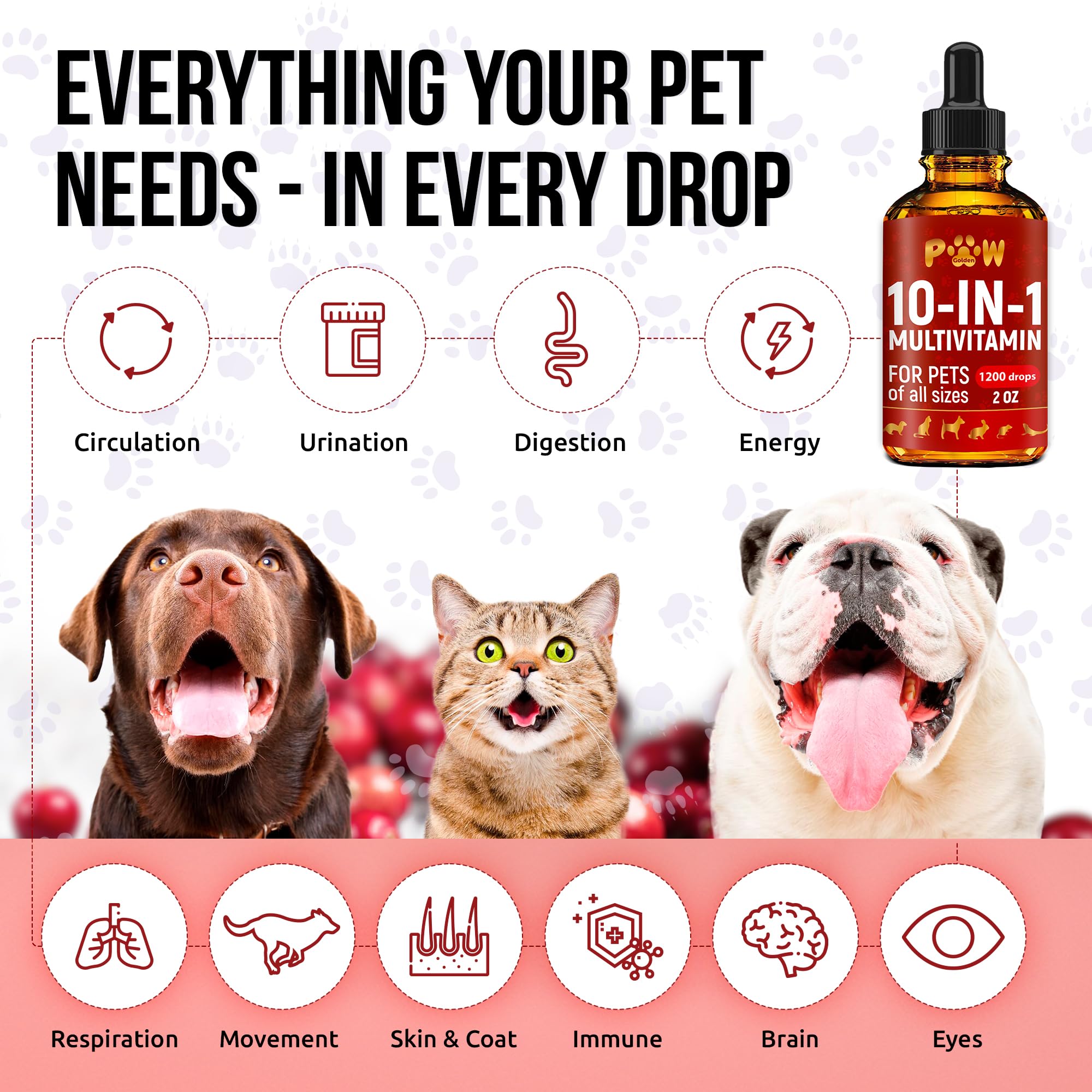Golden Paw chien-plein-energie-joyeux, plaisir et bien-être lors des sorties.