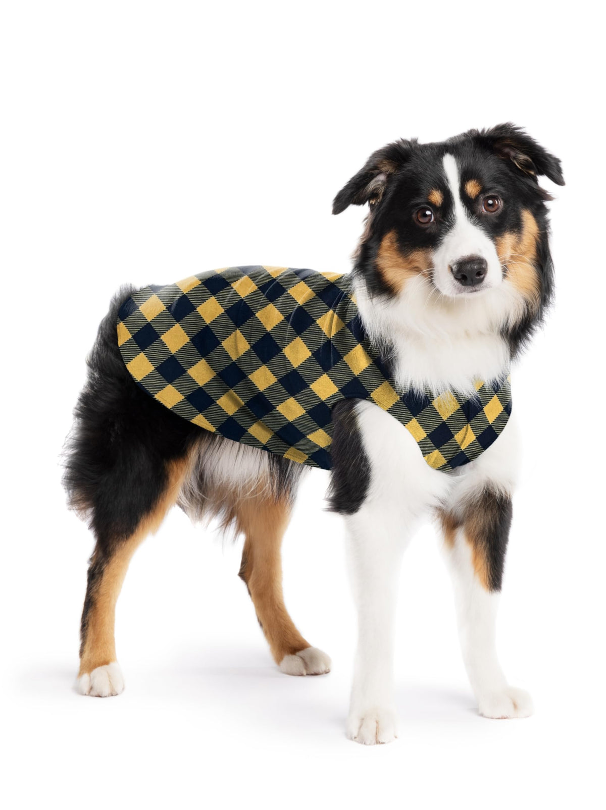 Pull-polaire extensible Gold Paw pour chiens, chaleur et mobilité lors des promenades.