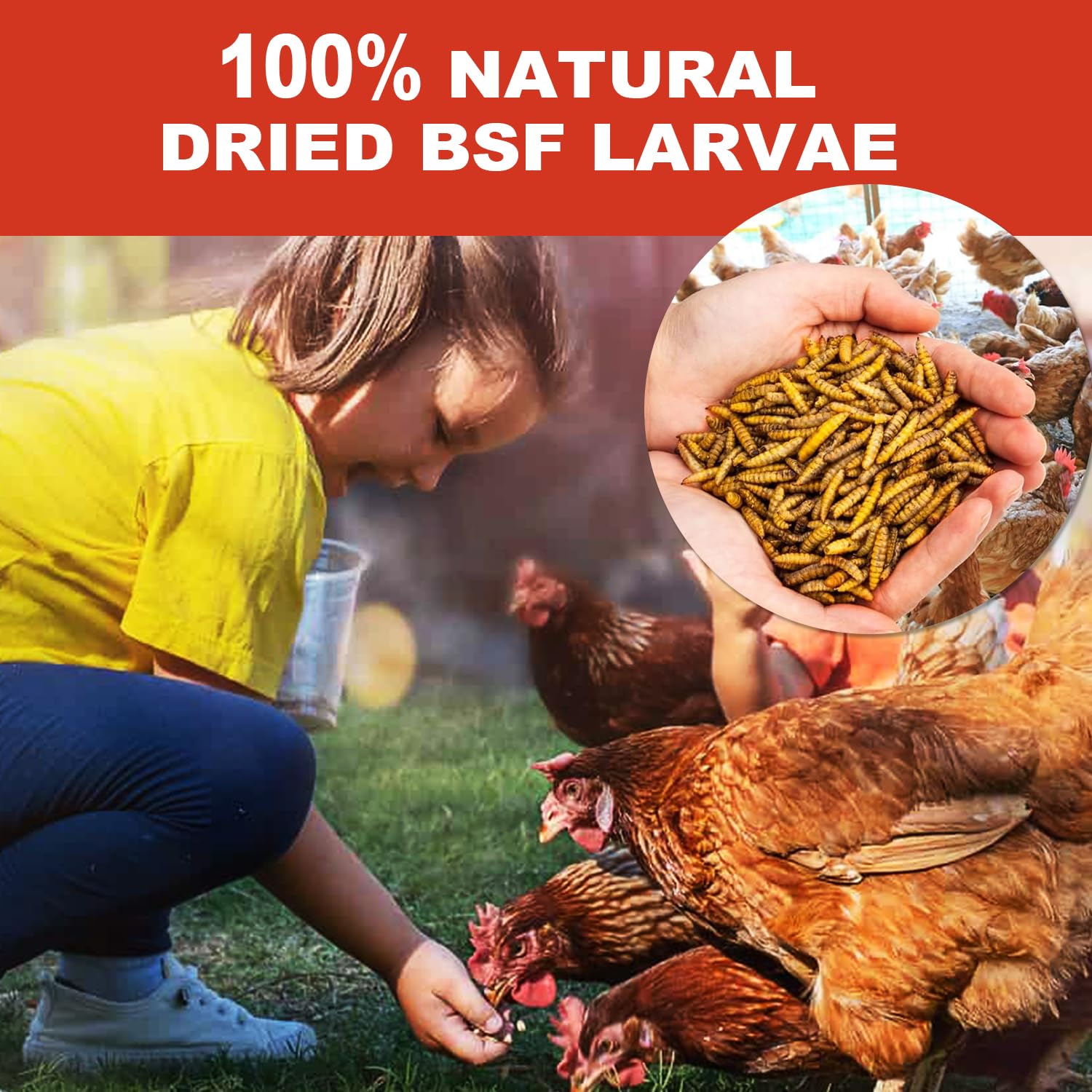 GOLDWORMS stimule le comportement de forage naturel chez les volailles.