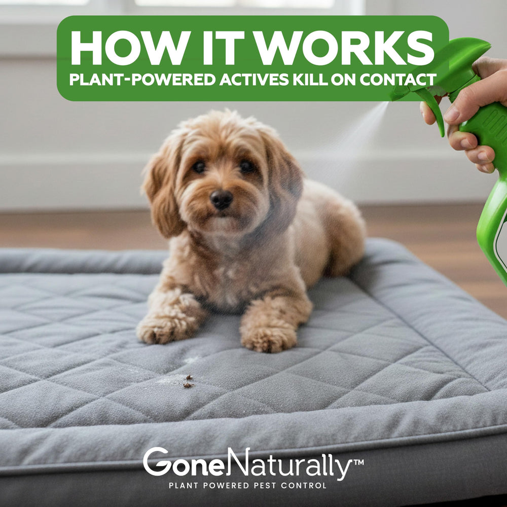 GoneNaturally insecticide multi-usages contre punaises et autres nuisibles.