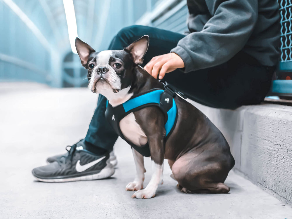 Gooby Balades quotidiennes, harnais turquoise pour chiens actifs et confortables.