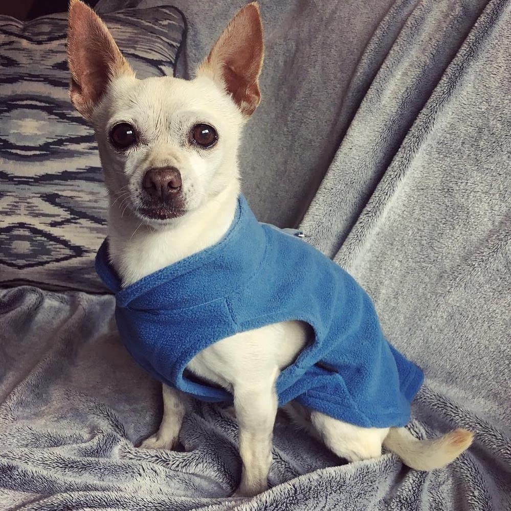 Gooby gilet polaire bleu lavage en machine et entretien