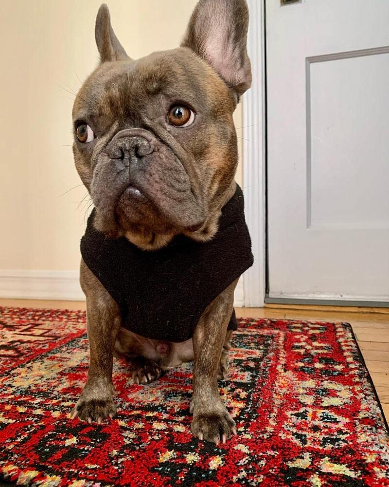Gooby gilet stretch polaire — facile à enfiler pour toutes tailles.