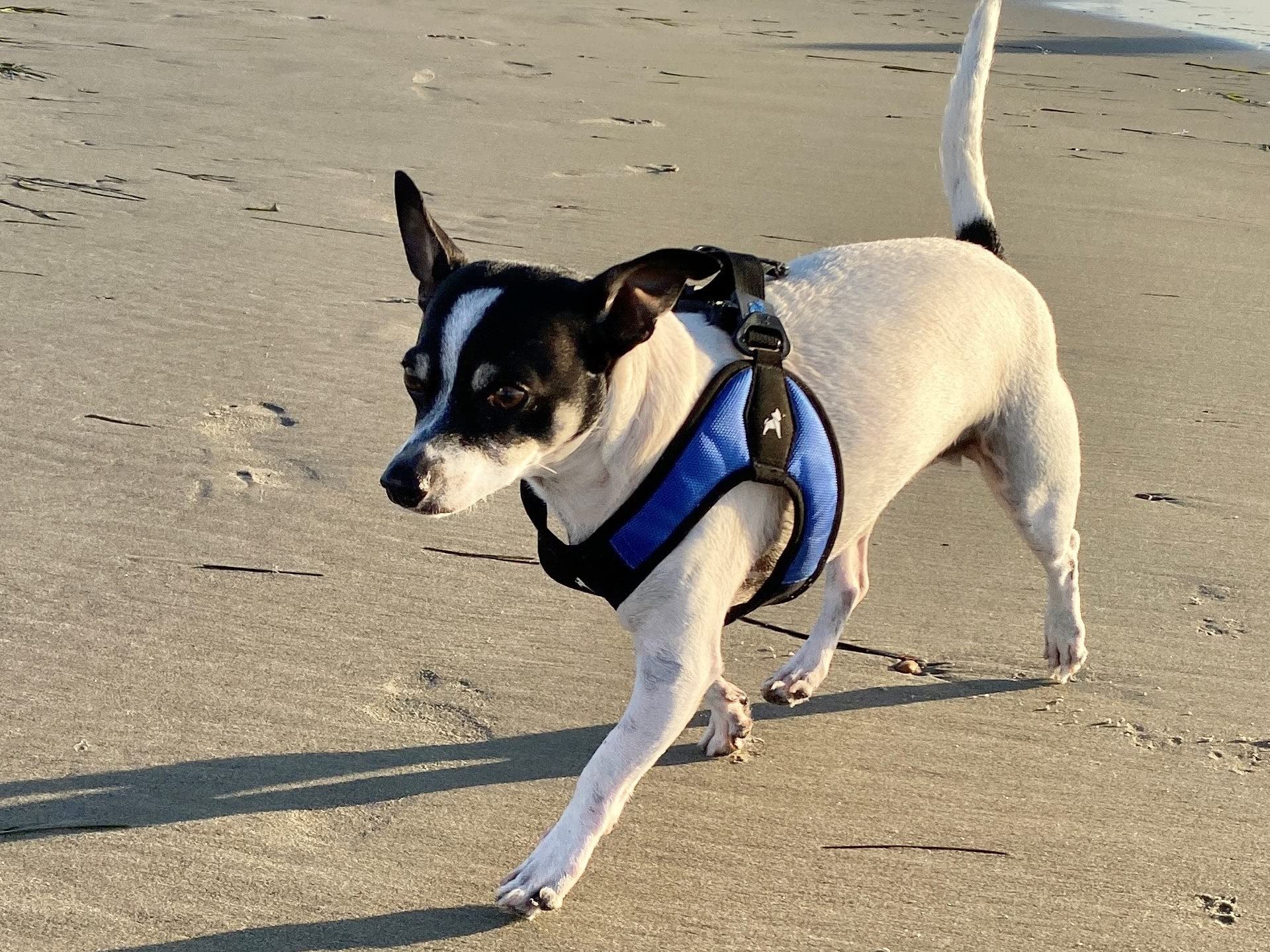 Gooby Escape Free Easy Fit harnais bleu, usage quotidien et promenade confortable.