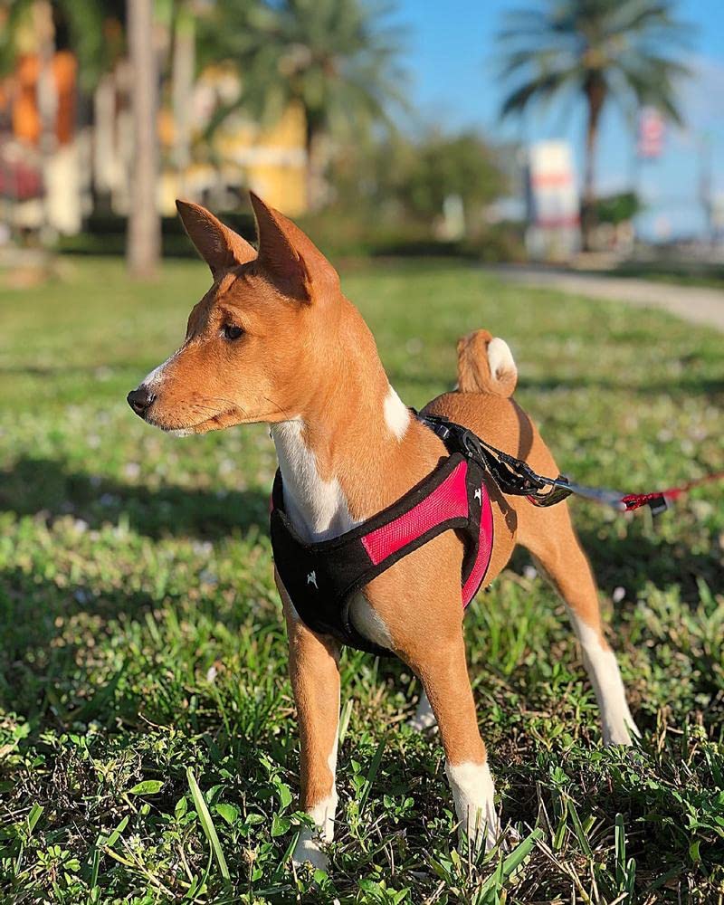 Gooby Escape Free: design breveté, harnais léger pour chiens petits et moyens.