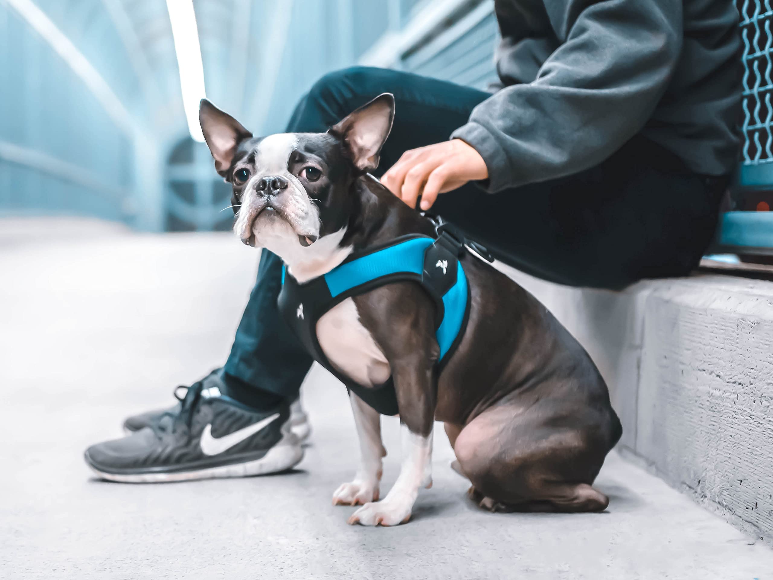 Gooby harnais sur petit chien en marche, sécurité et confort.