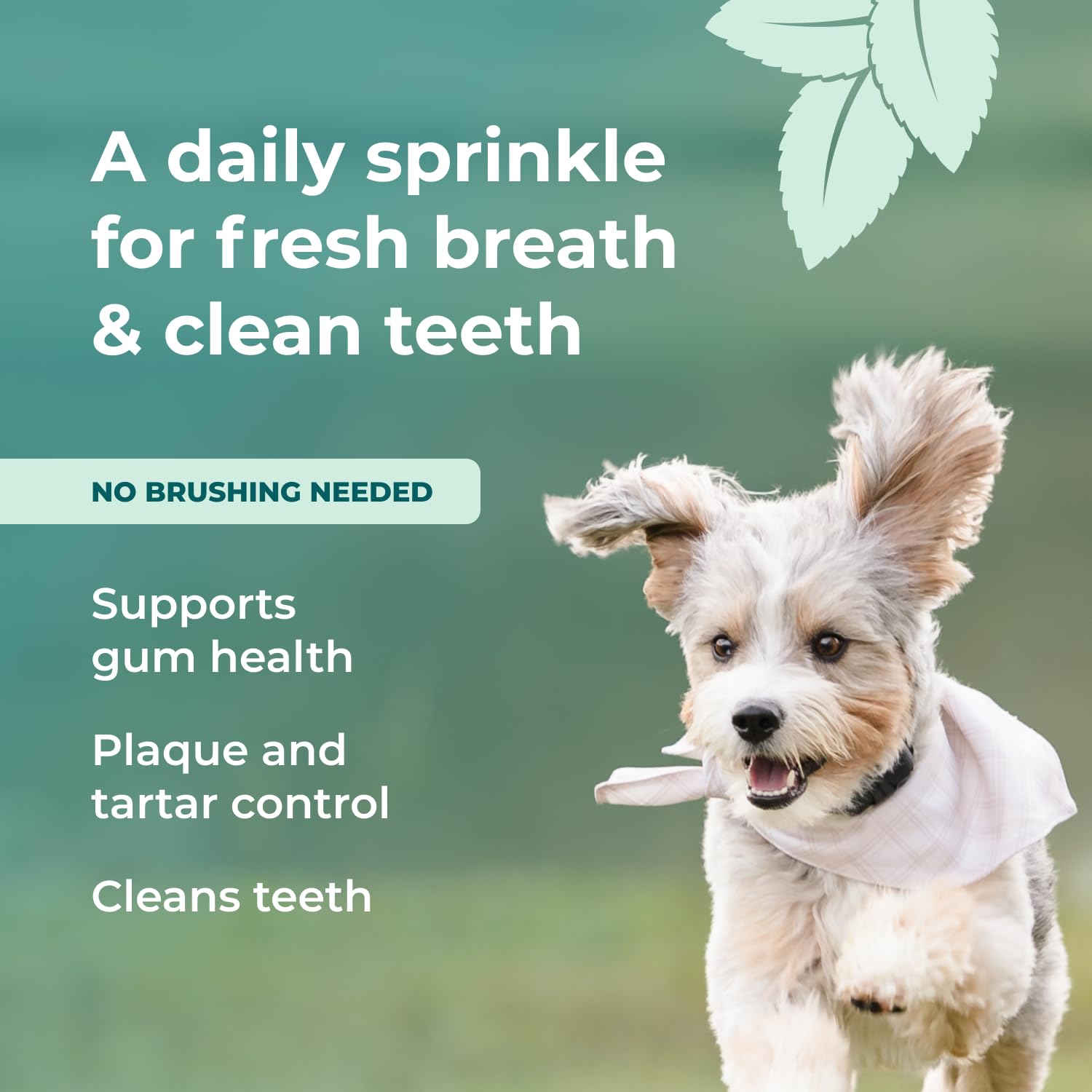 Googipet Poudre Dentaire pour chien — ingrédients naturels et sans SHMP.