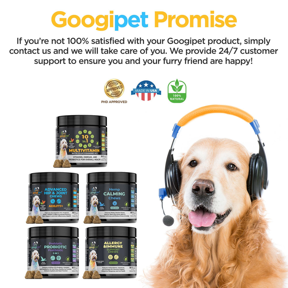 Googipet Premium chien en mouvement: démonstration du soutien articulations lors d'une promenade.