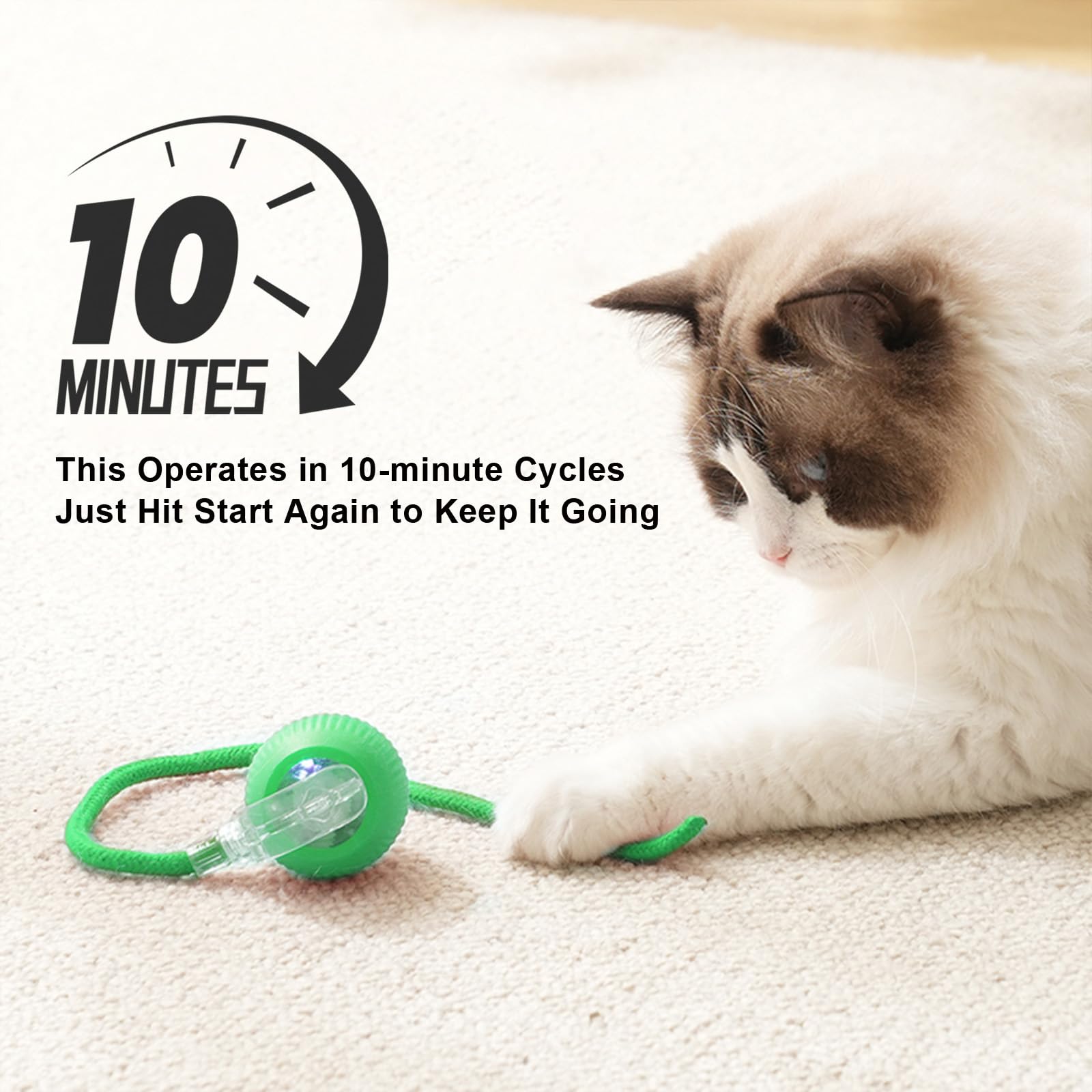 Goosheep balle sur tapis en intérieur, mouvement dynamique pour chat curieux.