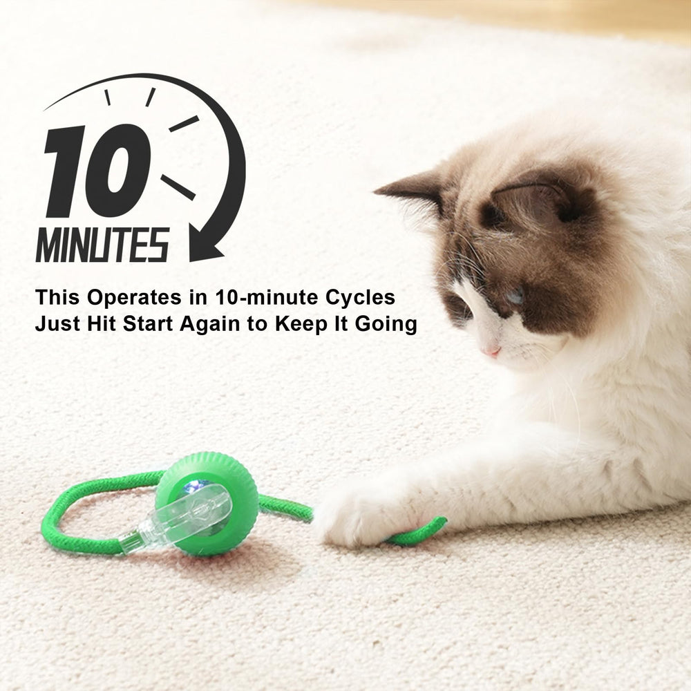 Goosheep balle sur tapis en intérieur, mouvement dynamique pour chat curieux.