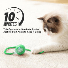 Goosheep balle sur tapis en intérieur, mouvement dynamique pour chat curieux.