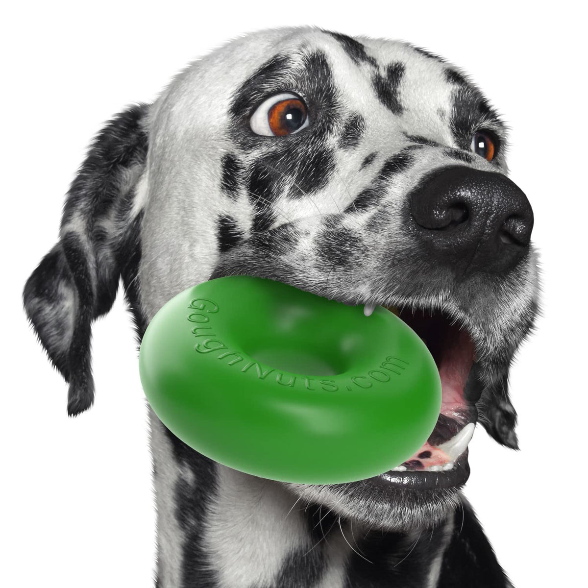 Jouet Goughnuts: anneau durable pour chien pendant la mastication.