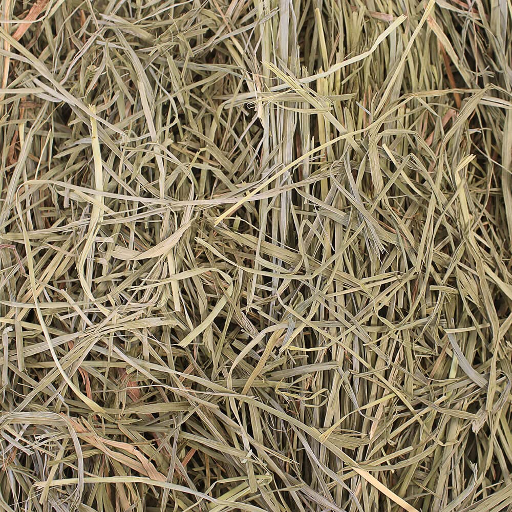 Grandpa's Best Foin-Verger: fibres longues pour chinchillas et hamsters.