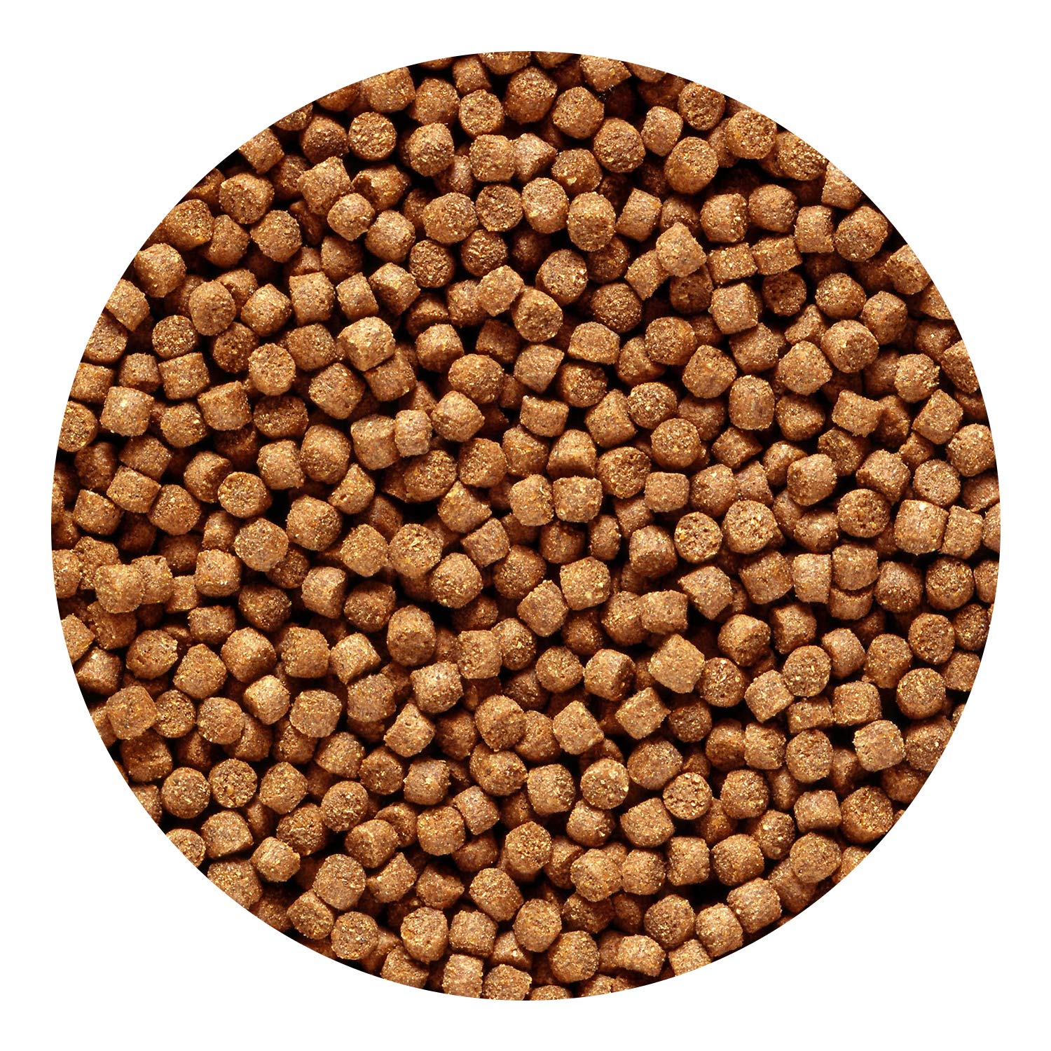 Granules cichlide dore mini en bol: nourrir facilement votre poisson