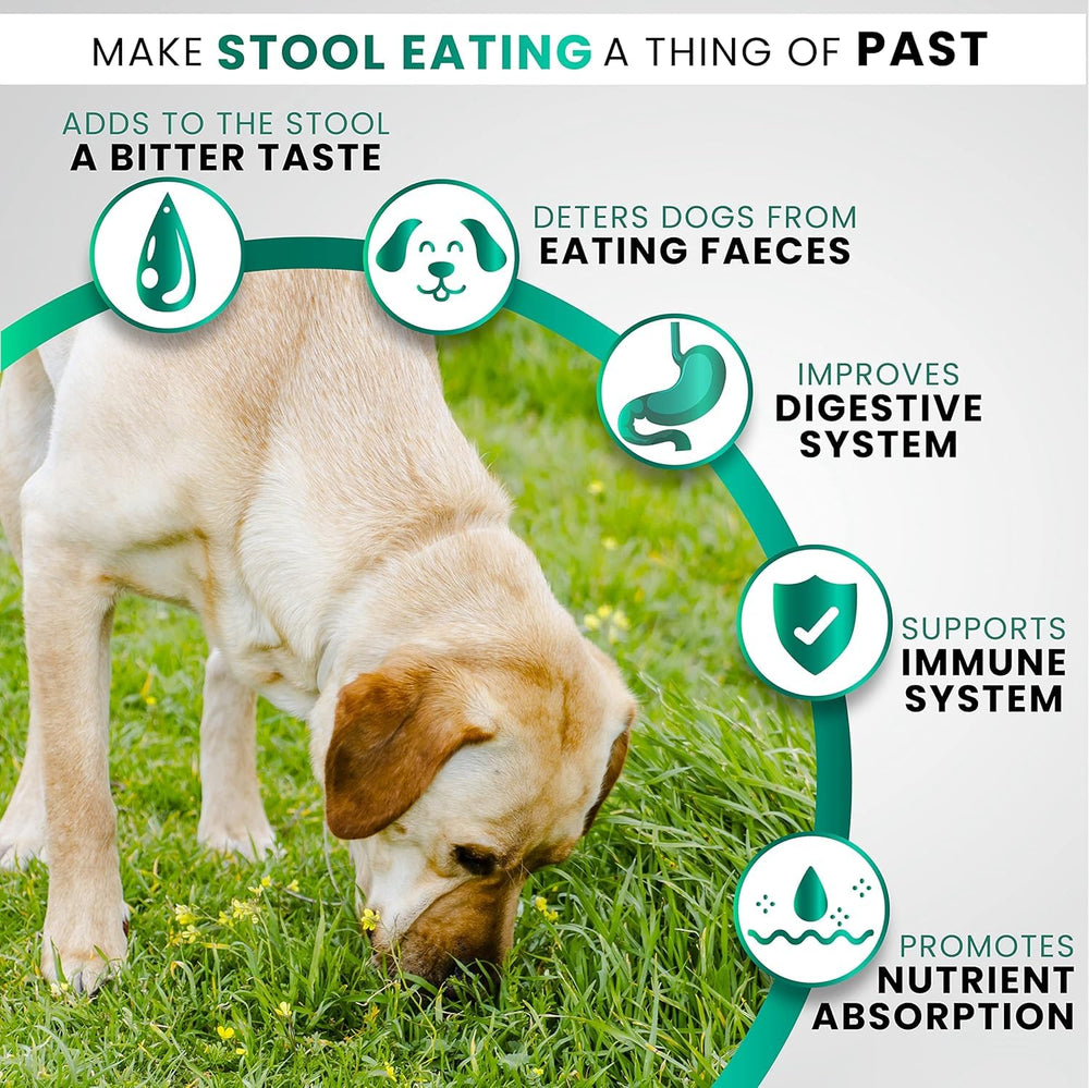 Grateful Pawz – soutien digestion chien avec fibres et probiotiques pour une flore équilibrée.