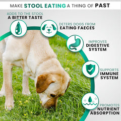 Grateful Pawz – soutien digestion chien avec fibres et probiotiques pour une flore équilibrée.