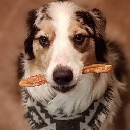 Variantes de tailles montrées, adaptée pour petits et grands chiens.