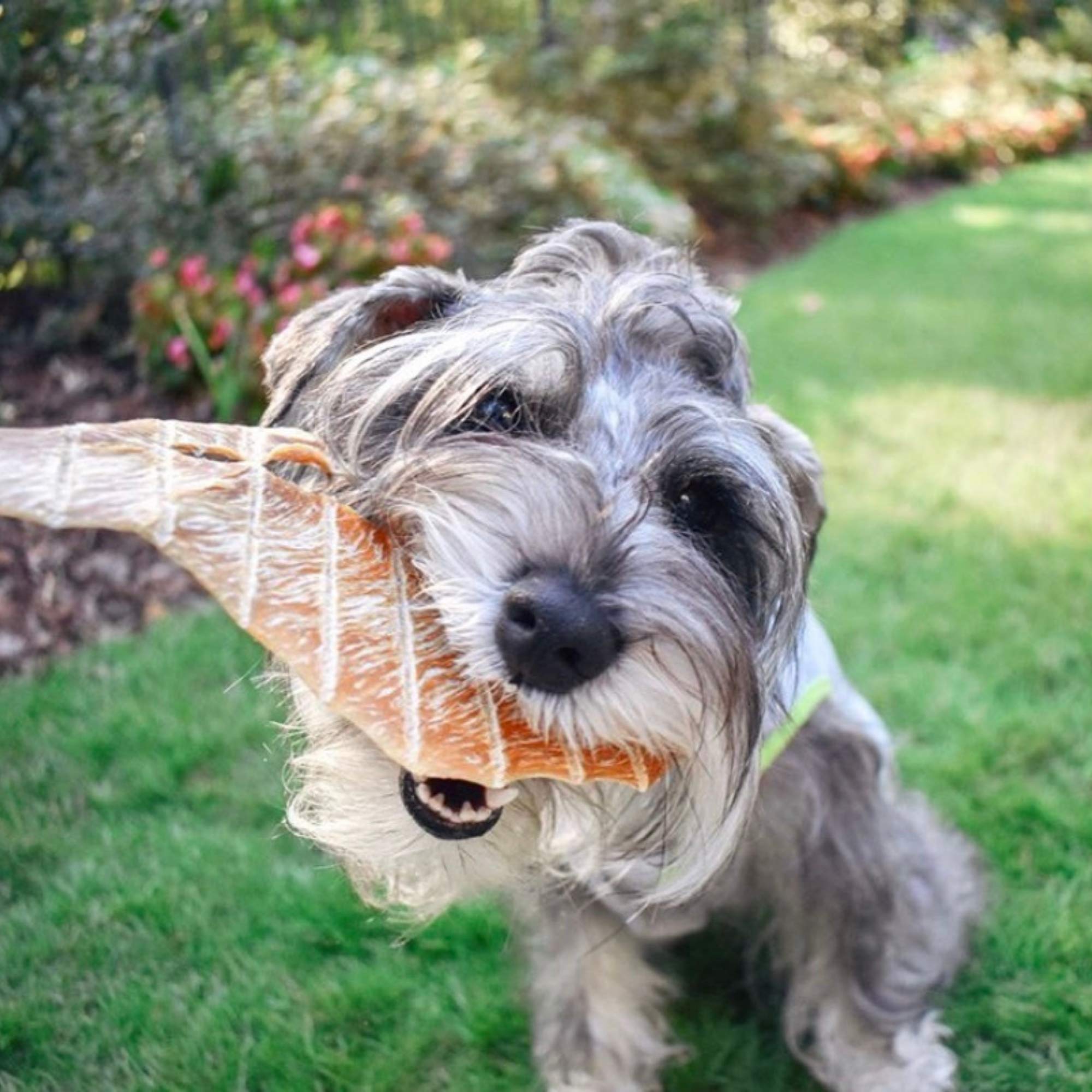 Green Butterfly Brands Poulet Jerky – apprécié par chiens et chats.