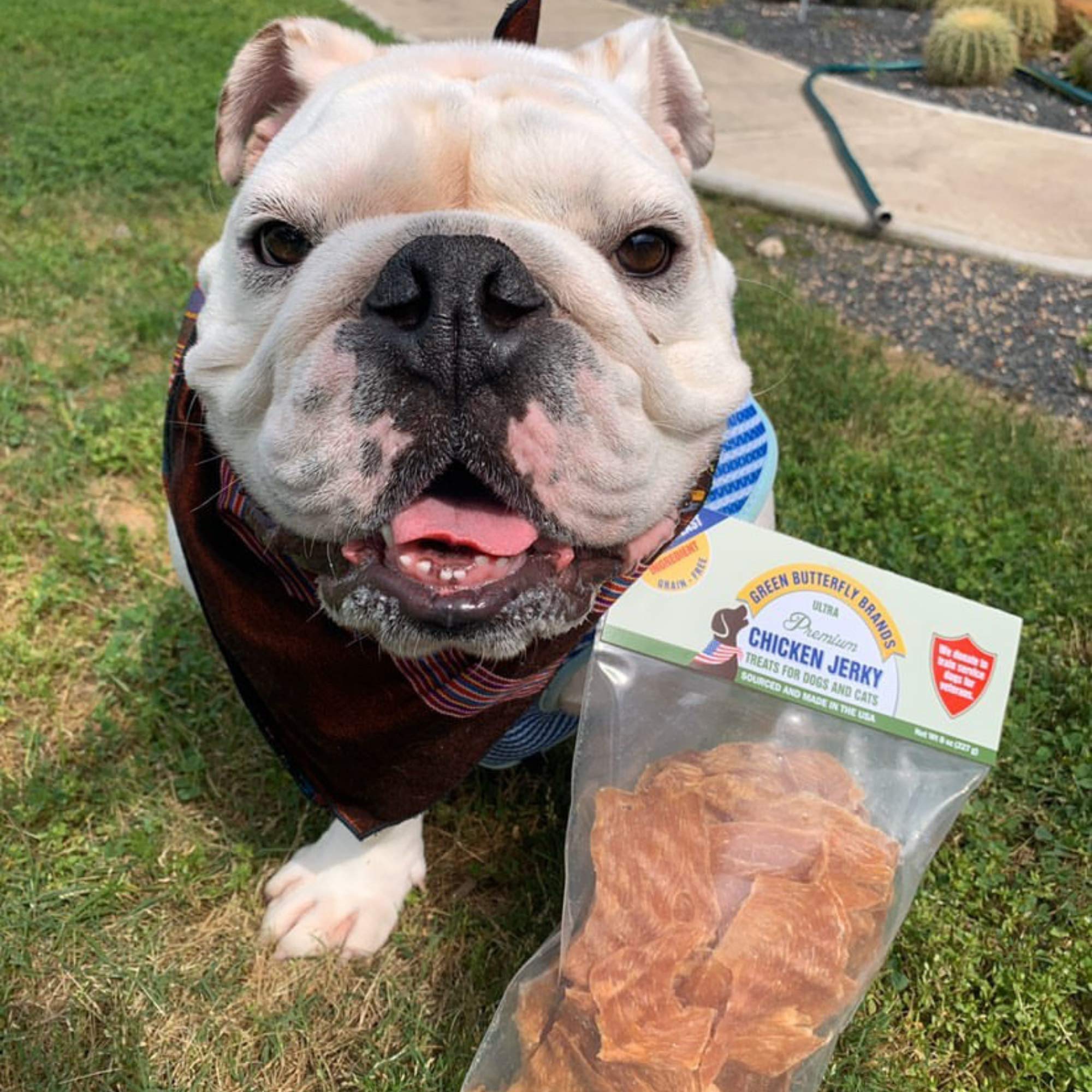 Green Butterfly Brands Jerky – faible en calories pour une friandise régulière.
