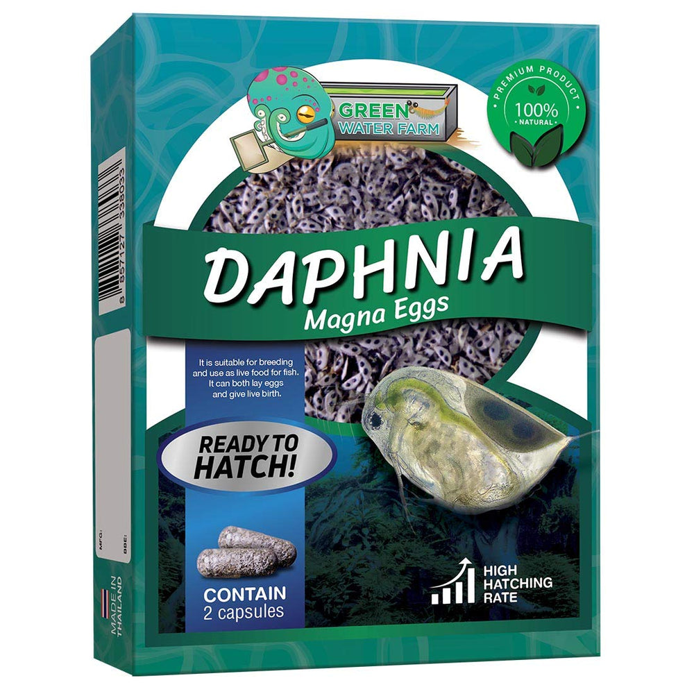 GREEN WATER FARM Daphnia Magna œufs: nourrir les poissons betta