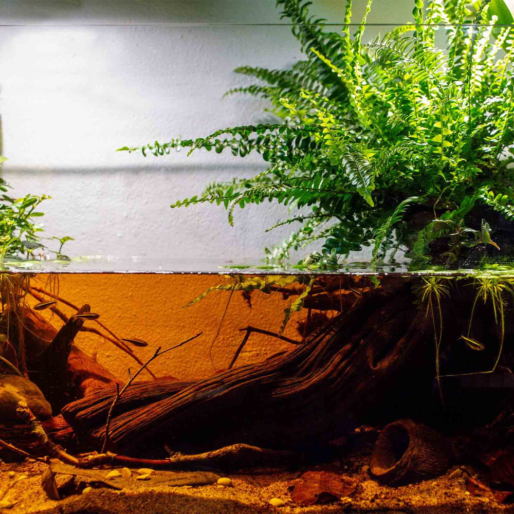 GREEN WATER FARM minéraux bleus ajoutés apportent des nutriments potentiels.