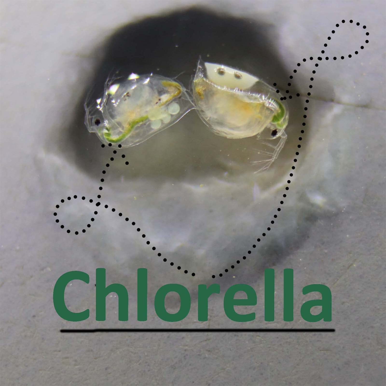 GREEN WATER FARM Poudre chlorelle concentrée, nourrit les daphnies pour poissons